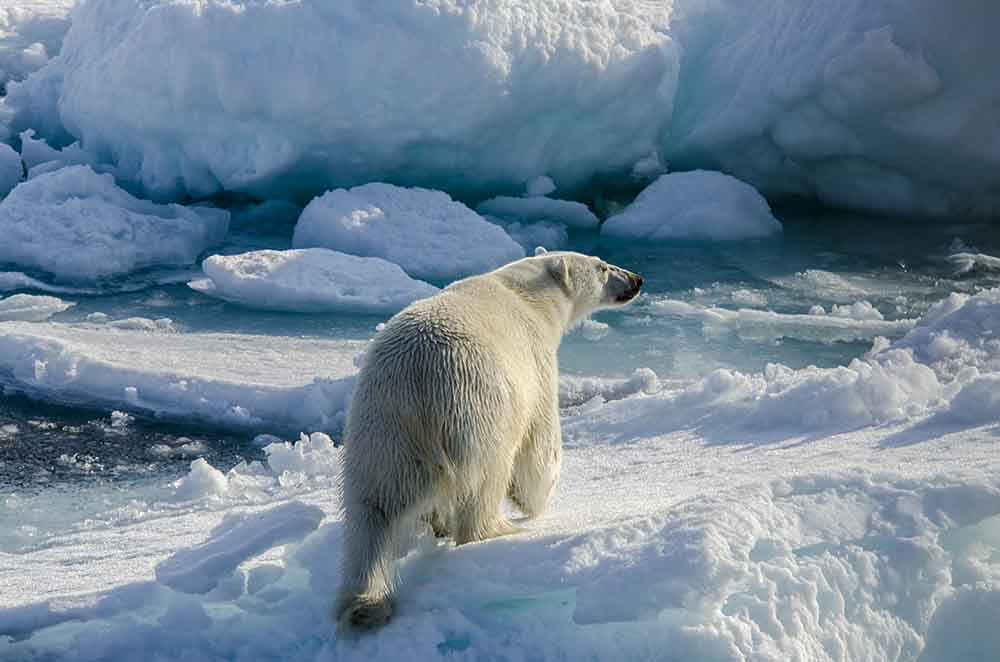 04 - Oso Polar - islas Svalbard - Noruega